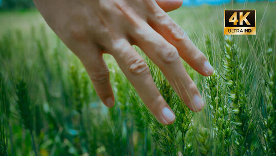 风景自然节奏快切风光意境情绪转场空镜头