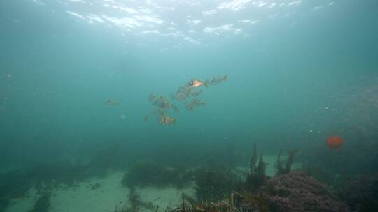 海底海草鱼类海洋生物