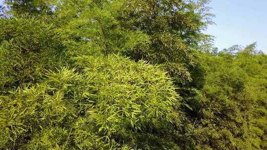 竹海竹林竹子生态风景航拍素材实拍竹叶