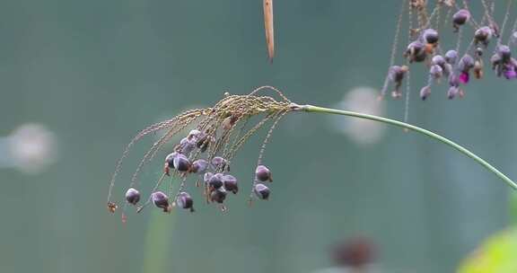 湖边野生植物野花果实