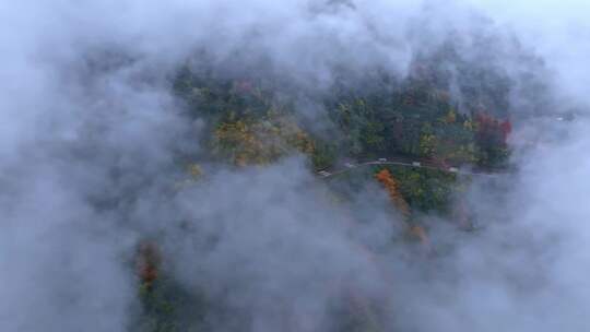 高清实拍眉山洪雅瓦屋山森林