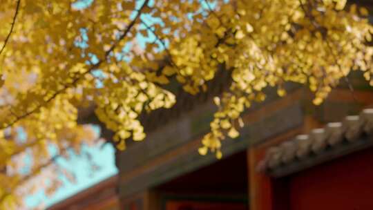 秋季北京故宫延禧宫的银杏视频素材模板下载