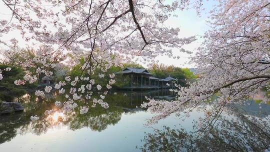 杭州花港观鱼景区春季樱花