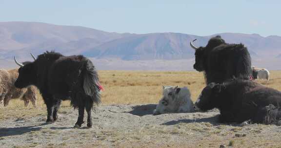 西藏放牧