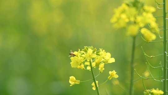 4K拍摄蜜蜂在油菜花海间采蜜特写