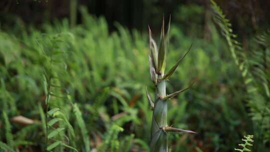 春天竹笋生长竹叶绿叶蕨类植物特写