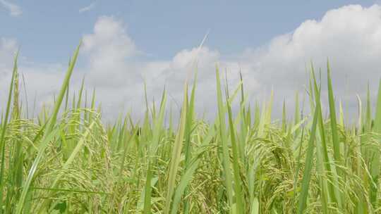 水稻农业万物生长