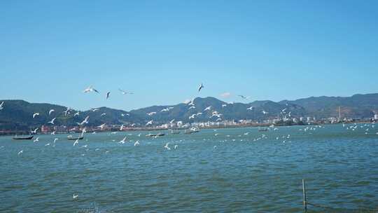 红嘴鸥海埂海鸥候鸟昆明人与自然