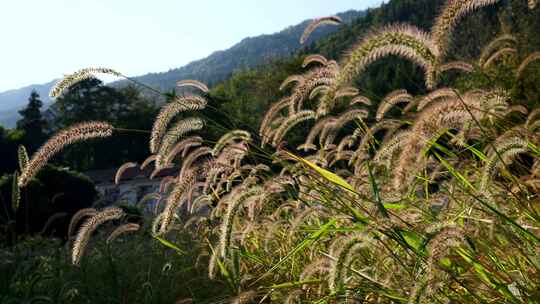 狗尾巴草草丛清新野草植物唯美风景