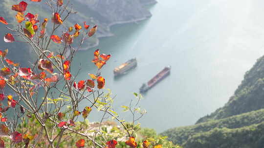 三峡红叶