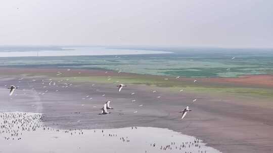 江西鄱阳湖湿地候鸟白鹤大雁