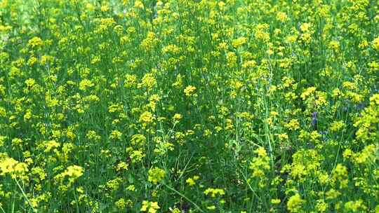 春天盛开的黄色油菜花与采蜜蜜蜂满画幅特写