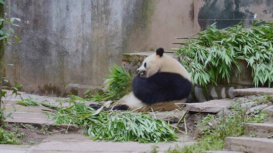 雅安碧峰峡熊猫基地的大熊猫在吃竹子视频素材模板下载