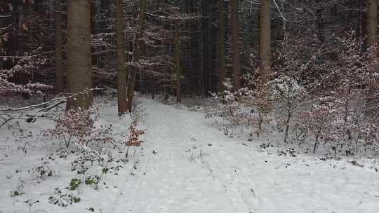 森林中的积雪小径