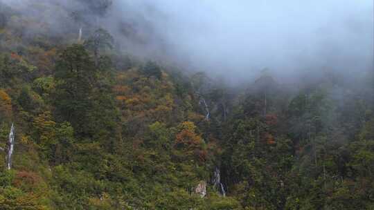 高原原始森林高山上的树林生态系统