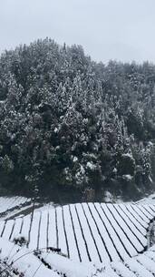 雪景 踏雪进山 雪中行 大雪