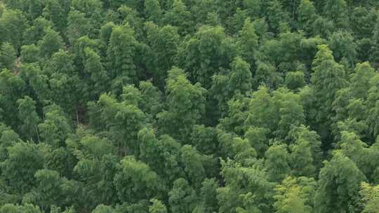 安徽皖南山区高山上的绿色竹林航拍