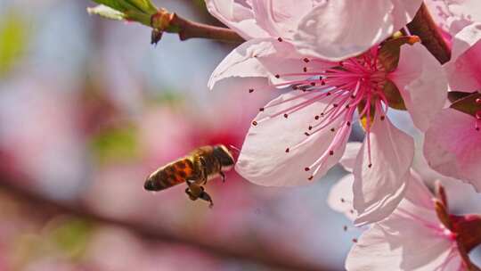 蜜蜂采桃蜜