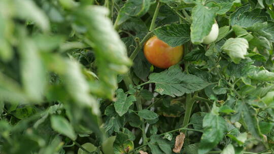 4K农民种的西红柿熟了视频素材模板下载