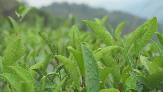 雨后茶叶上水珠露珠