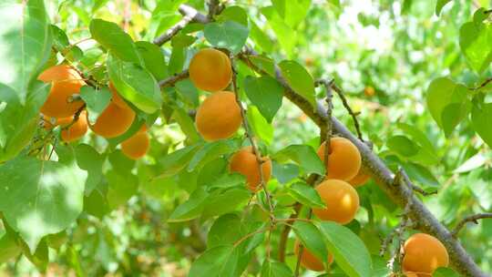 杏树种植基地