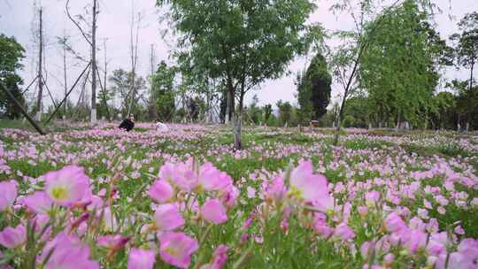 花海中两人休闲场景
