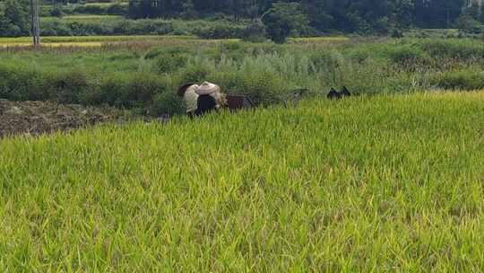 农业种植水稻实拍