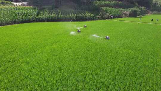 航拍水稻种植基地稻田灌溉喷洒农药