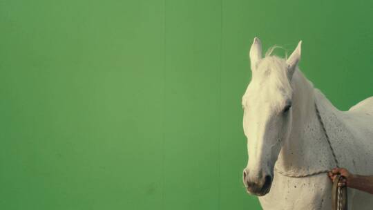 绿幕背景前的白马