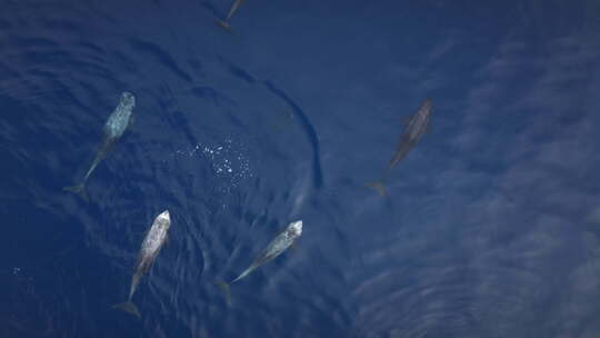 海洋中的海豚在豆荚中游泳蓝色的海水