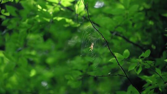 微风轻拂公园里的蜘蛛在蜘蛛网上随风摇曳视频素材模板下载