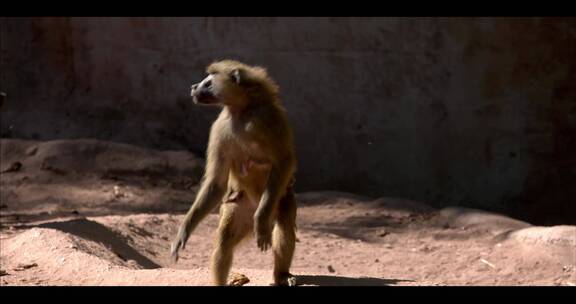 猴子狒狒动物园野生动物