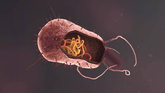 医学病原体病毒病原体病菌细菌医学三维动画