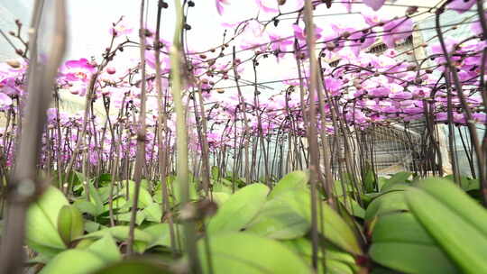 大棚种植蝴蝶兰 大棚种植花卉 花卉种植