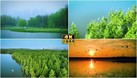 巢湖湿地森林湖泊候鸟白鹭觅食飞翔高清在线视频素材下载