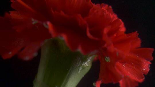 水下红花