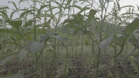 秋葵秋葵花秋葵果实LOG视频素材