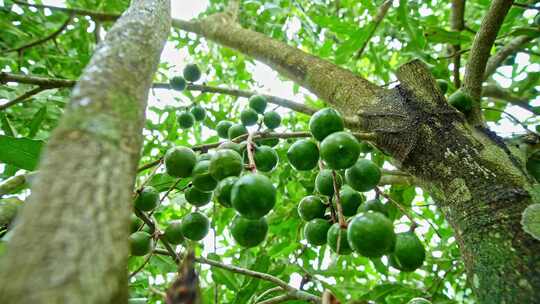 澳洲坚果 夏威夷果
