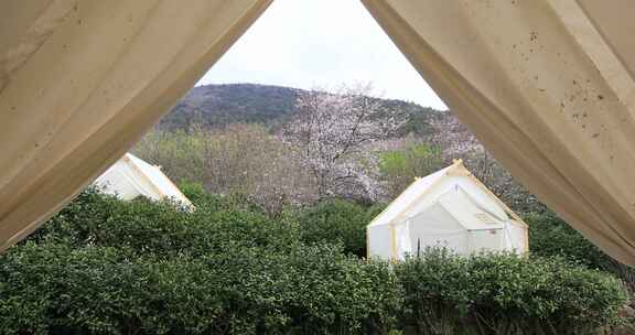 透过帐篷看外面樱花风光 春天户外赏樱
