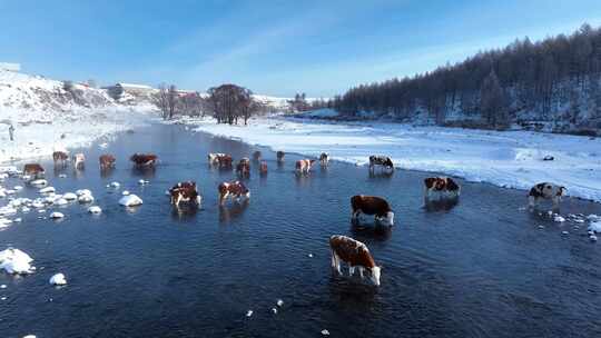 阿尔山不冻河里的饮水老牛
