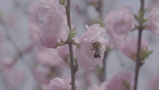 桃花中采蜜的蜜蜂升格慢镜头LOG