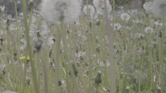 野花野草蒲公英LOG