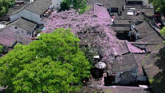 绍兴仓前直街苦楝花开