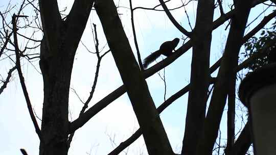 高树上的松鼠实拍