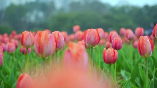 郁金香花海特写