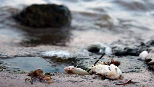 被污染的海岸上的死鱼