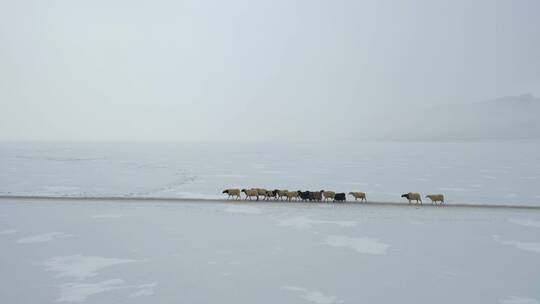 西藏山南冬天普莫雍措蓝冰上赶羊无人机航拍视频素材模板下载