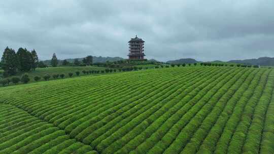 航拍贵州遵义湄潭茶园茶场春季雨后风景