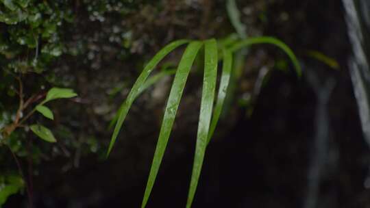 溪流瀑布水滴岩壁小草