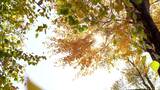 金色秋天阳光透过金黄色树干树叶高清在线视频素材下载